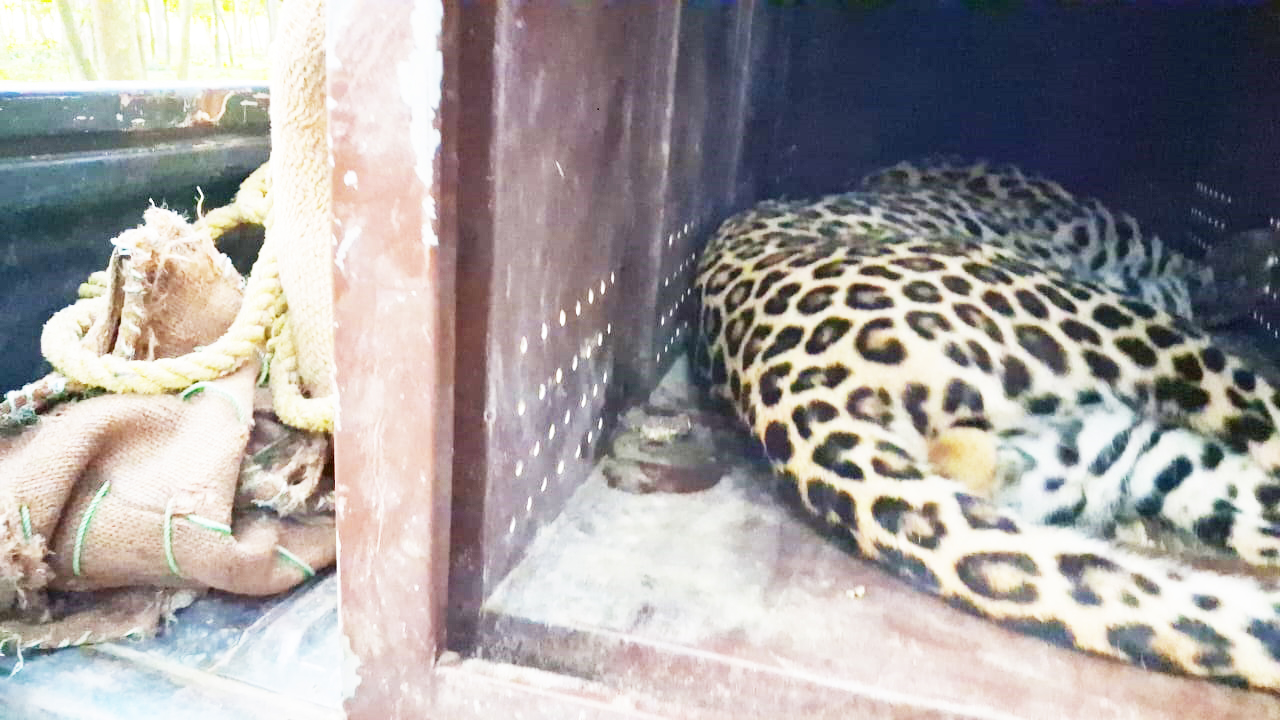 समस्याग्रस्त चितुवा नियन्त्रण