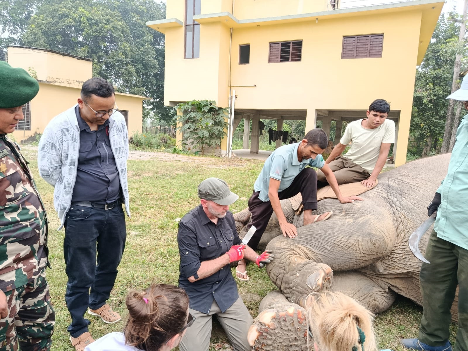 निकुञ्जका १४ हात्तीको गरियो स्वास्थ्य जाँच