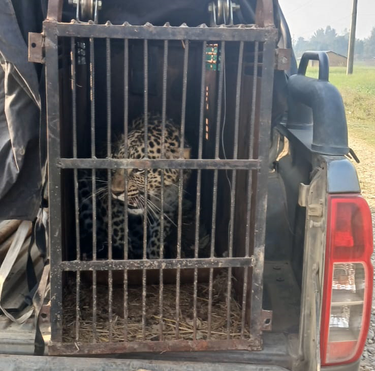 समस्याग्रस्त चितुवा नियन्त्रणमा